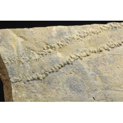 Cruziana
