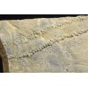 Cruziana