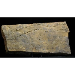 Cruziana