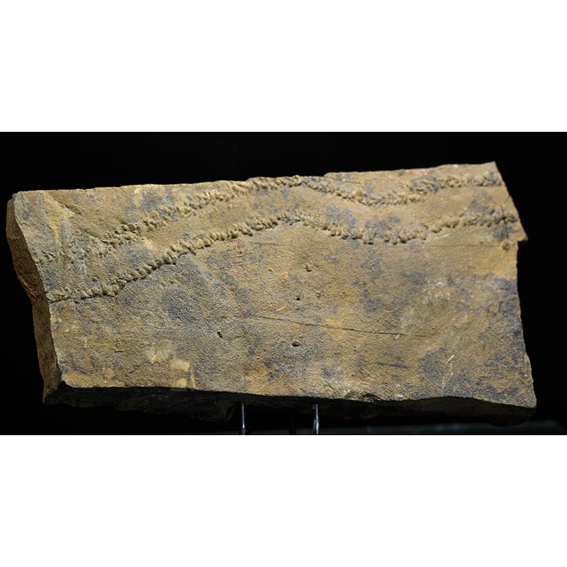 Cruziana