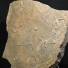 Cruziana