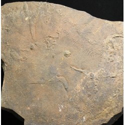 Cruziana