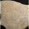 Cruziana