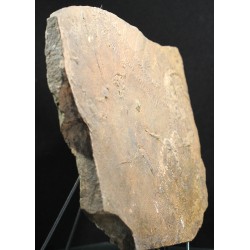Cruziana