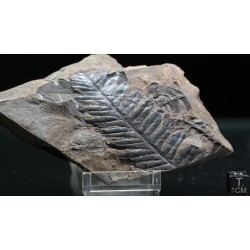 Alethopteris zeillerii