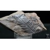 Alethopteris zeillerii