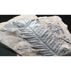 Alethopteris zeillerii