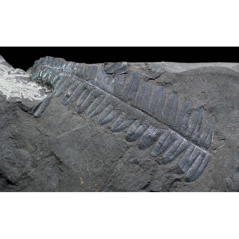 Alethopteris zeillerii