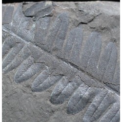 Alethopteris zeillerii