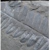 Alethopteris zeillerii