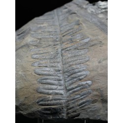 Alethopteris zeillerii