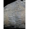 Alethopteris zeillerii