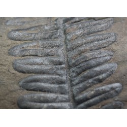 Alethopteris zeillerii