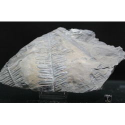 Alethopteris zeillerii