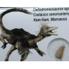 deltadromeosaurus-agilis fosil