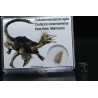 deltadromeosaurus-agilis fosil