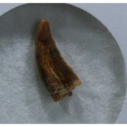 deltadromeosaurus-agilis fosil