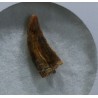 deltadromeosaurus-agilis fosil