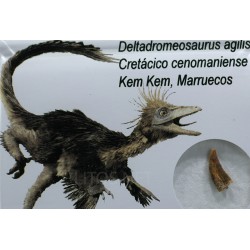 deltadromeosaurus-agilis fosil