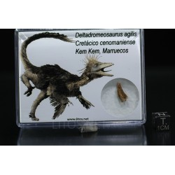 deltadromeosaurus-agilis fosil