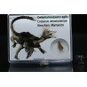 deltadromeosaurus-agilis fosil