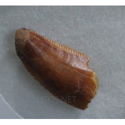 deltadromeosaurus-agilis fosil