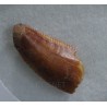 deltadromeosaurus-agilis fosil