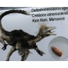 deltadromeosaurus-agilis fosil