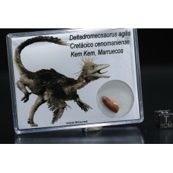 deltadromeosaurus-agilis fosil