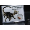 deltadromeosaurus-agilis fosil