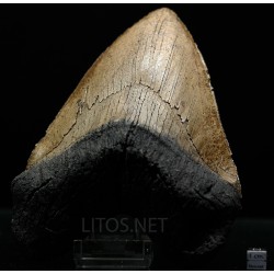 Carcharocles megalodon (réplica)