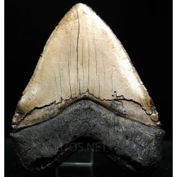 Otodus megalodon (réplica)