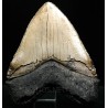 Otodus megalodon (réplica)