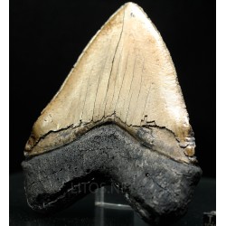 Otodus megalodon (réplica)