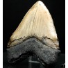 Otodus megalodon (réplica)