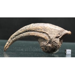 Garra allosaurio