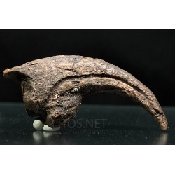 Garra allosaurio