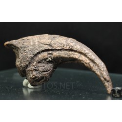 Garra allosaurio