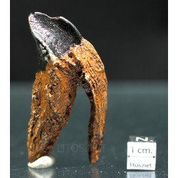 Triceratops (réplica de diente)