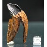 Triceratops (réplica de diente)