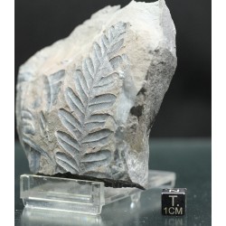 Alethopteris zeillerii