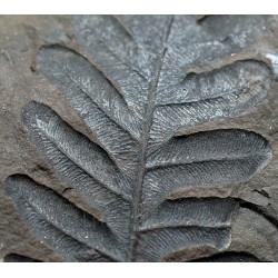 Alethopteris zeillerii