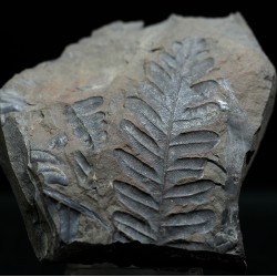 Alethopteris zeillerii