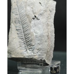 Alethopteris zeillerii