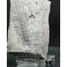 Alethopteris zeillerii