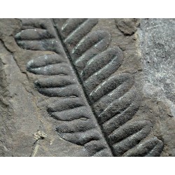 Alethopteris zeillerii