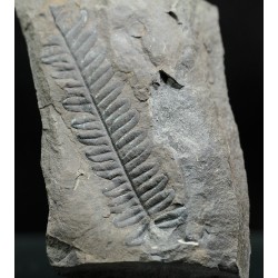 Alethopteris zeillerii