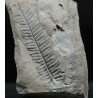 Alethopteris zeillerii
