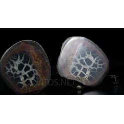 Septaria