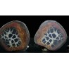 Septaria